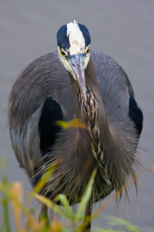 Great Blue Heron